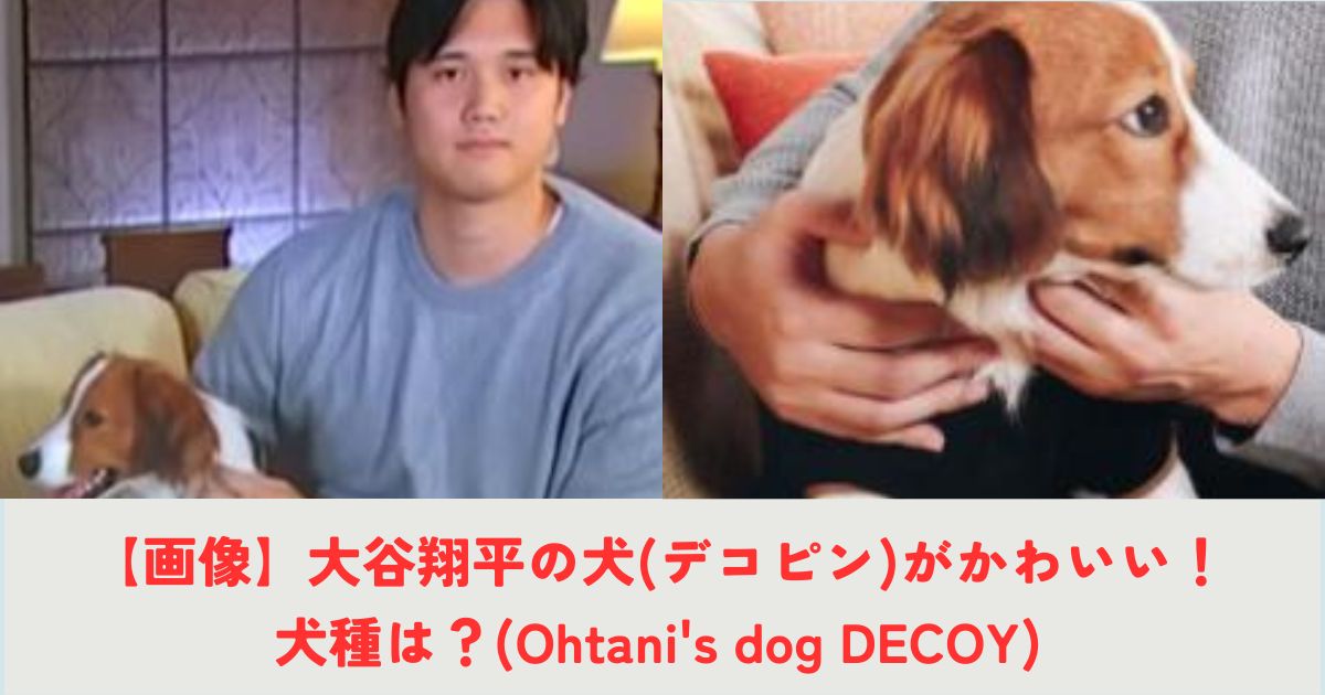 【画像】大谷翔平の犬(デコピン)がかわいい！犬種は？(Ohtani's dog DECOY)の記事の画像1