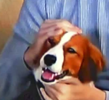 【画像】大谷翔平の犬(デコピン)がかわいい！犬種は？(Ohtani's dog DECOY)の記事の画像12